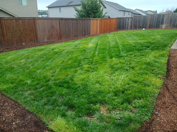 Green lush lawn freshly mowed 