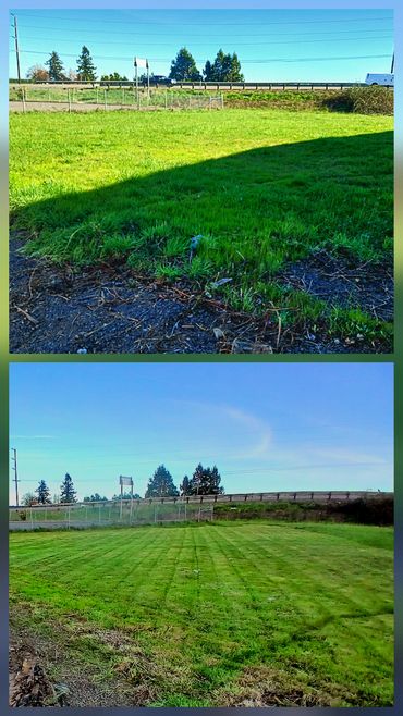 Comparison of an overgrown and a freshly mowed grassy field beside a road with trees.