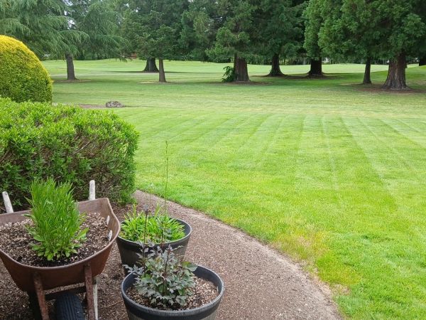 Freshly cut pro lawncare in mcminnville oregon. 