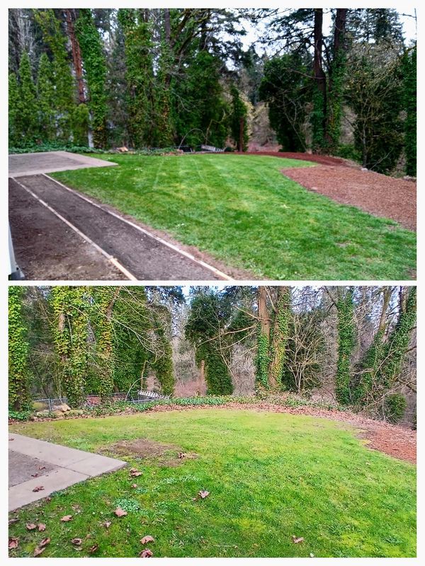 Invasive ivy removal +  Landscape Overhaul Mcminnvilles top pro landscaping H&M Top-Notch Landscapin