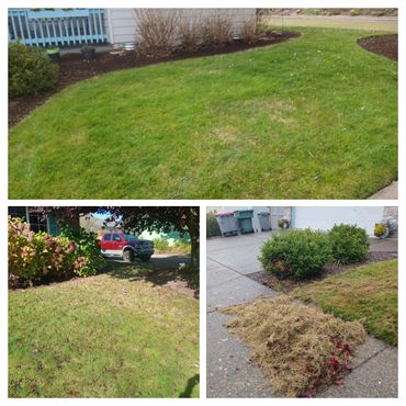 Three images showing different lawns with varying grass health and garden maintenance.