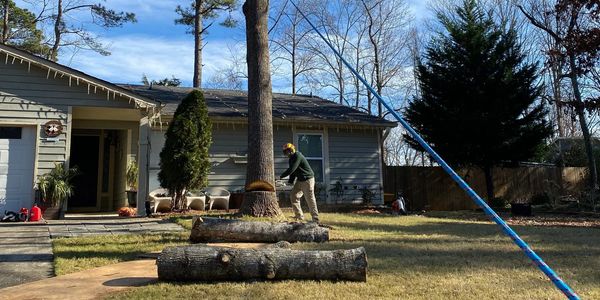 Tree expert is removing a tree in fromt yard of a house to minimize danger