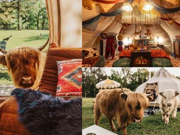 Cozy glamping with Highland cows at a scenic campsite.