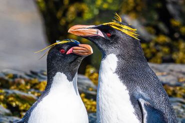 Two rockhopper penguins with distinctive yellow crests face each other.
