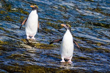 Two yellow-eyed penguins standing on rocky shore with water around them.