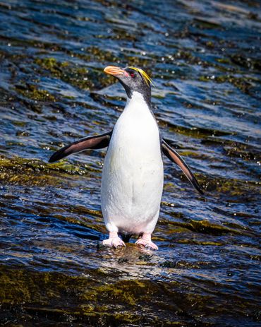 A penguin standing on rocky, wet terrain by the water.