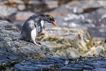 A penguin perched on a rocky shore looking down.