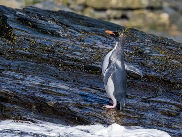 A solitary penguin stands on wet rocky terrain near the water's edge.