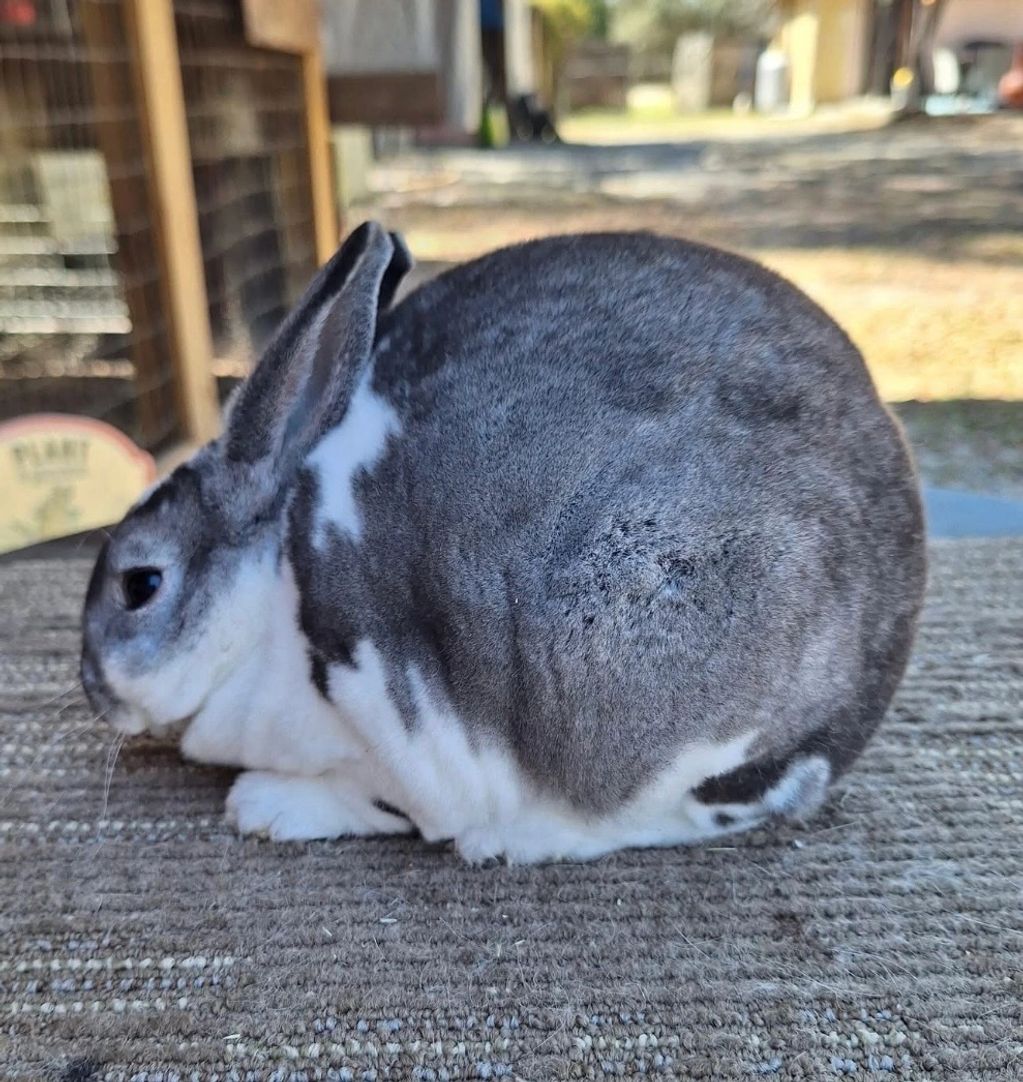 A gray and white rabbit resting on a textured surface outdoors.