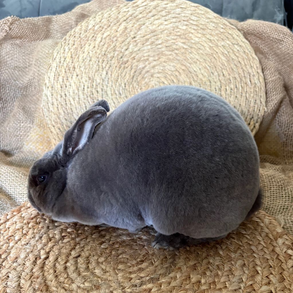 Plump gray rabbit resting on woven mats.