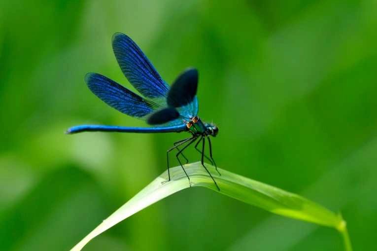 Hover the Pet Dragonfly Hover the Pet Dragonfly