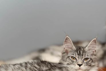 Two grey tabby cats lounging on a wooden surface.