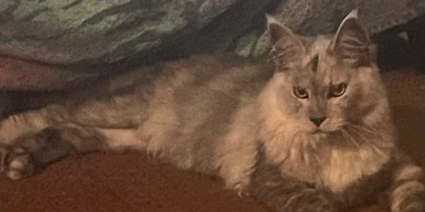 Picture of cat staring