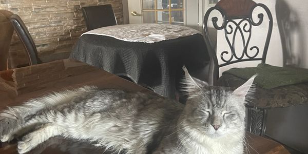 Picture of cat closing eyes