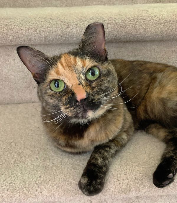 Cat sitter in the Upper Vue Flats community in Dublin, Ohio