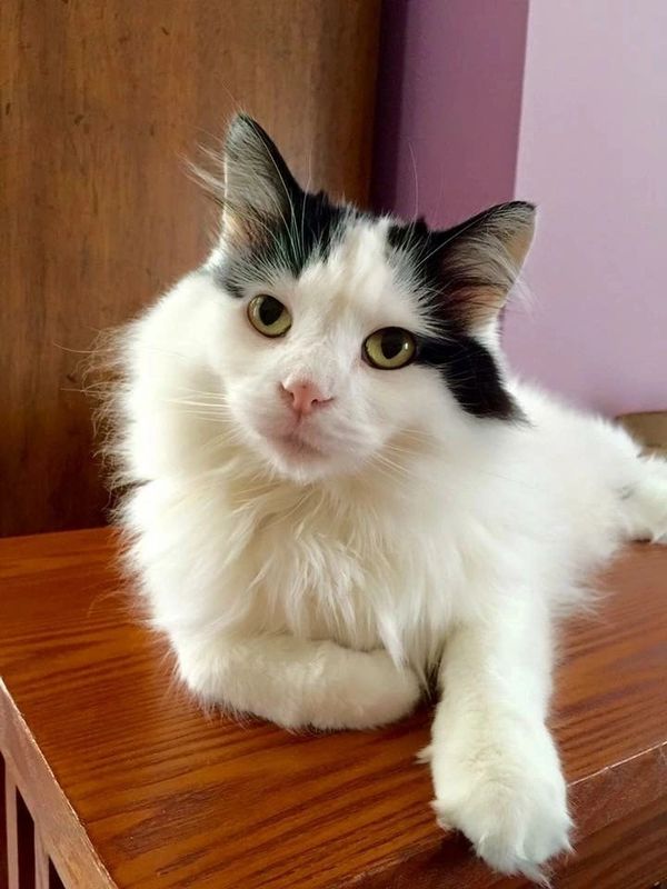 Cat sitter in Tempo at Truepointe community Hilliard, Ohio