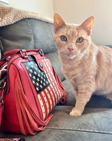 Adopted from Cozy Cat Cottage in Powell.  Olivia lives in the Tuttle Mall area
