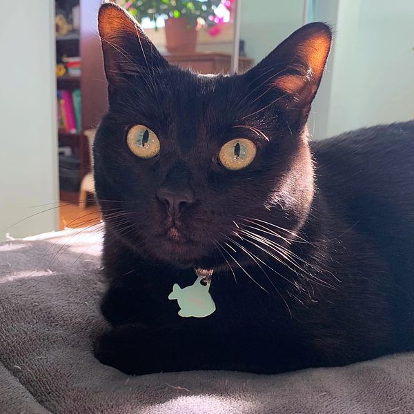 Bridge Park cat sitter.  Bridge Park pet sitter.  Tuller Flats cat sitter.  Mill Run cat sitter