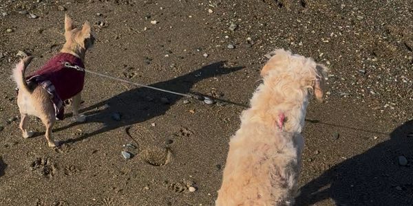 Dog walks