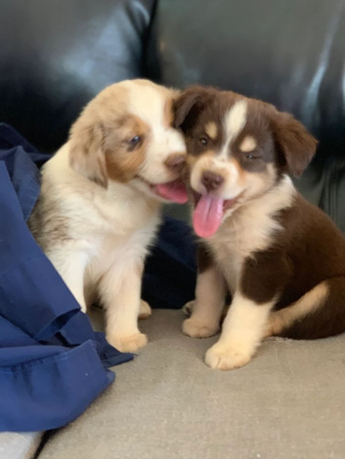 mini aussie for sale