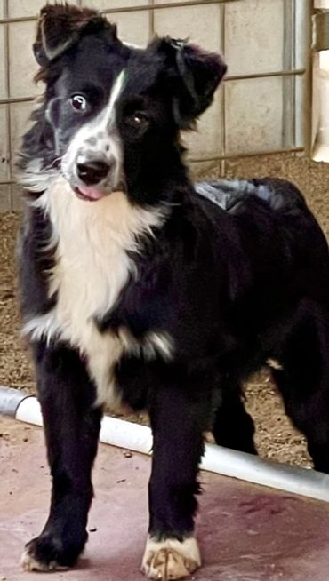 Black bi female five months $800