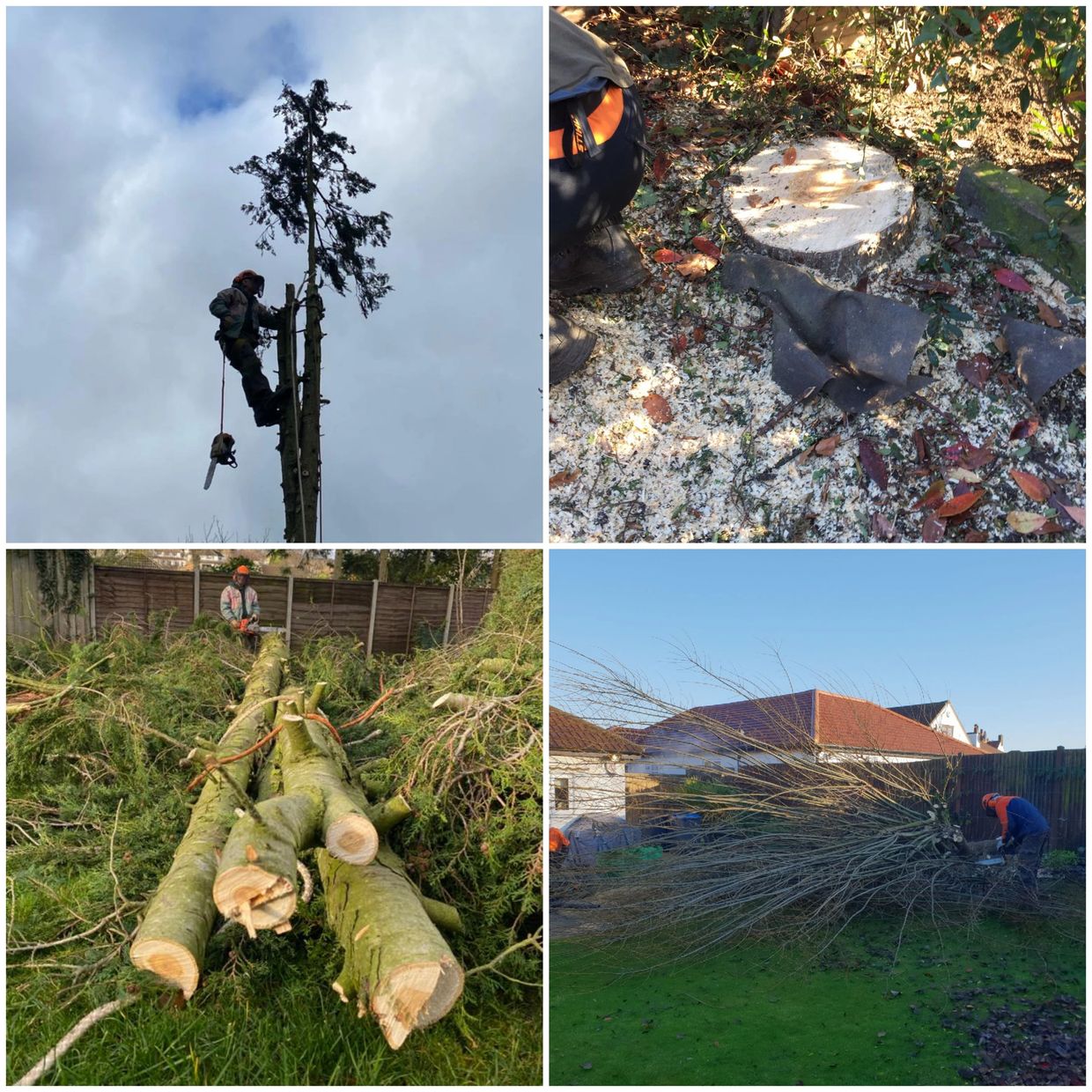 Tree Surgery and tree felling photo collage