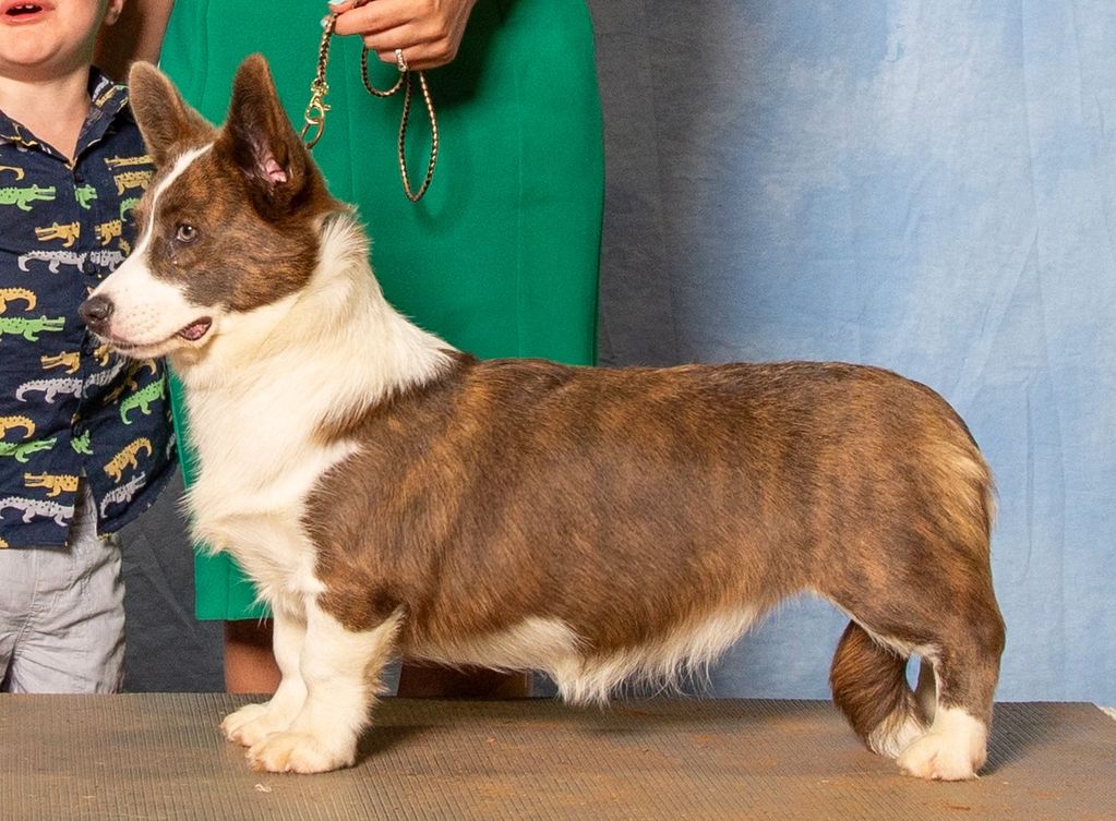 Dilute Brindle cardigan