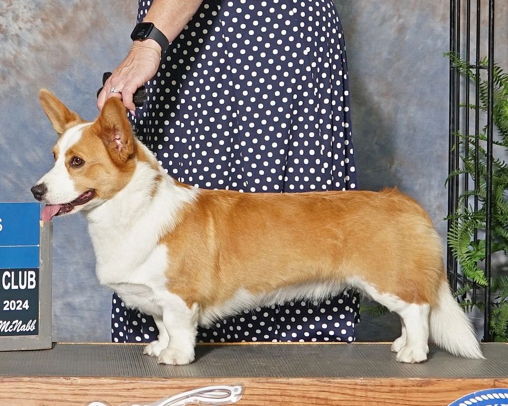 Recessive red cardigan corgi