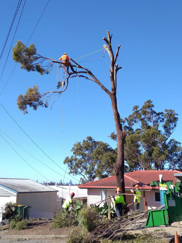 Arborist carrying out a tree removal 