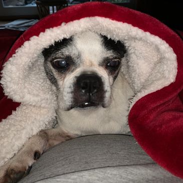 A dog wrapped in a cozy red and white blanket.