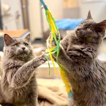 Two fluffy gray cats playing with a colorful feather toy indoors.