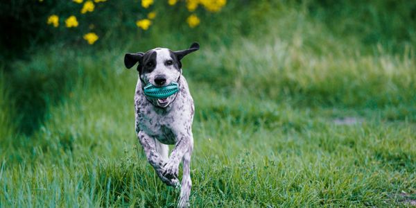 A dog joyfully running with a toy in its mouth in a grassy field.
