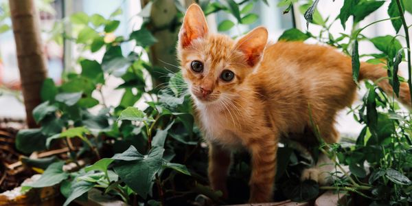 Curious orange kitten exploring green plants indoors.