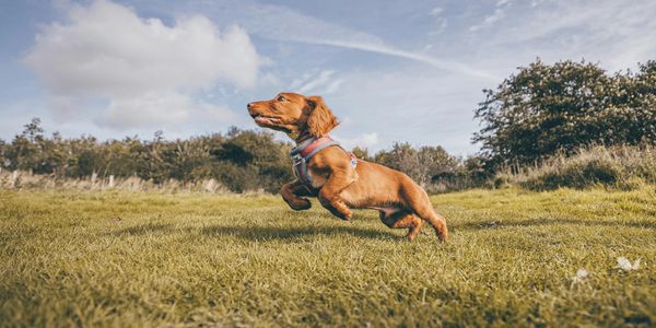 A dachshund dog joyfully leaps across a sunny grassy field.