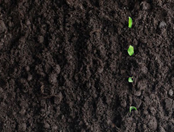 Sandy Loam
Lightweight Soil Mix
Nursery Mix
Garden Soil
Plant Growth
Organic
Topsoil