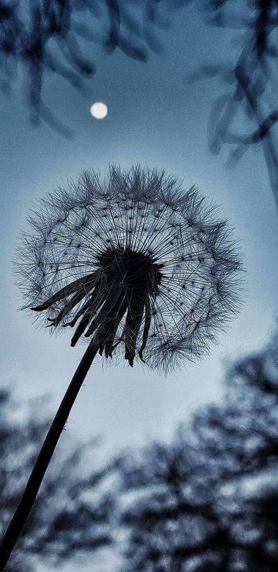 The Moon and The Dandelion