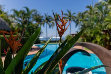 Pool and gardens of Troncones Beach hotel.