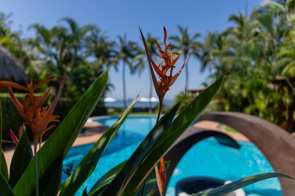 Orange flowers with a pool and palm trees in the background in Troncones Beach