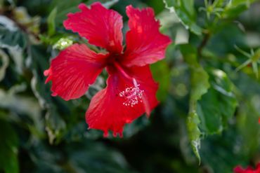 Flowers of The Inn at Manzanillo Bay, a Troncones Beach Hotel