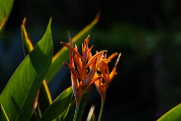 Flowers of The Inn at Manzanillo Bay