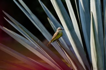Gardens of a hotel in Troncones Beach, Mexico
