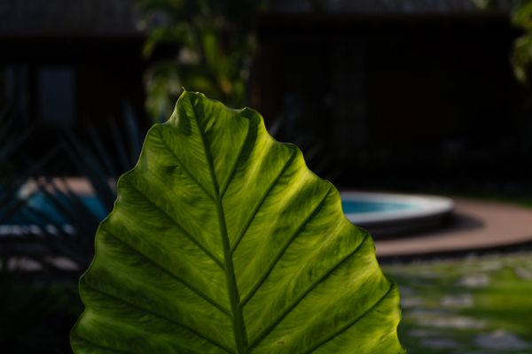 Gardens at The Inn at Manzanillo Bay, Hotel in Troncones Beach