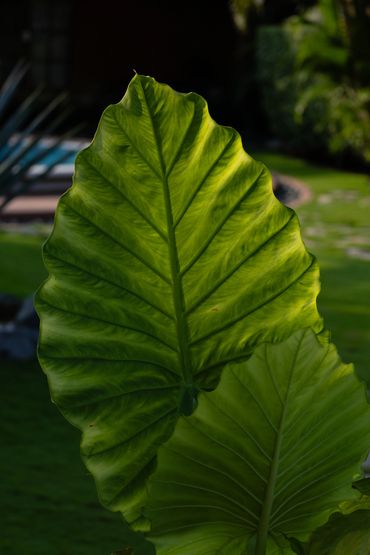 Plants at The Inn at Manzanillo Bay, in Troncones Beach