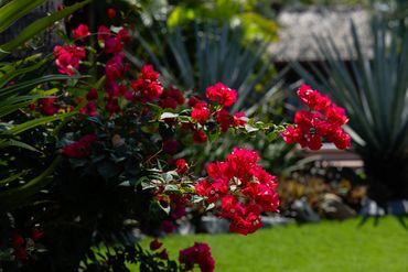 Flowers at The Inn at Manzanillo bay, in Troncones Beach