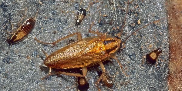 German Cockroach adult and babies, nymphs