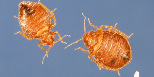 Bed bugs and eggs