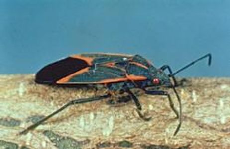 Boxelder bug