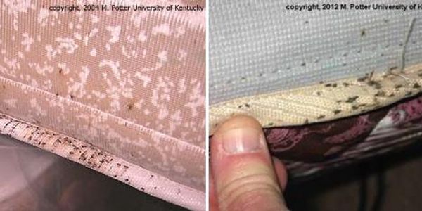 Evidence of bed bugs, bed bug poop