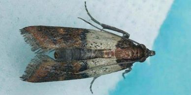 Indian Meal Moth, IMM, Pantry Pests