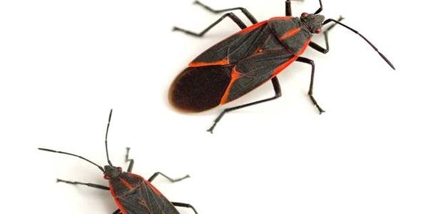 Box Elder Bugs